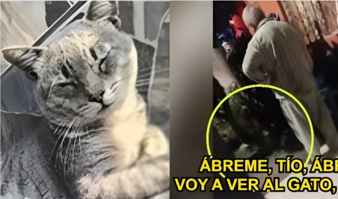 Hombre mata a palazos a gatito en La Victoria: vecinos piden que sujeto no sea liberado