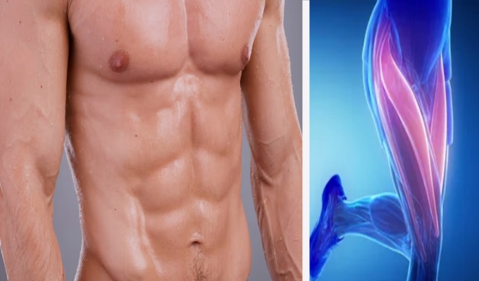 Conoce la parte del cuerpo que debes entrenar siempre porque representa el 68% de la masa muscular