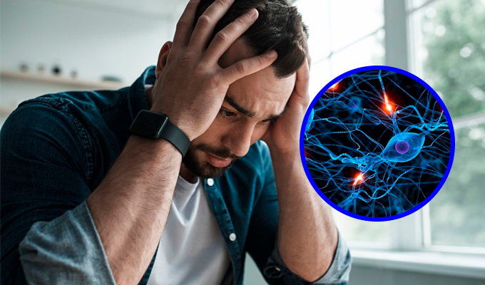 Científicos detectan neuronas responsables de la ansiedad y logran revertir su efecto