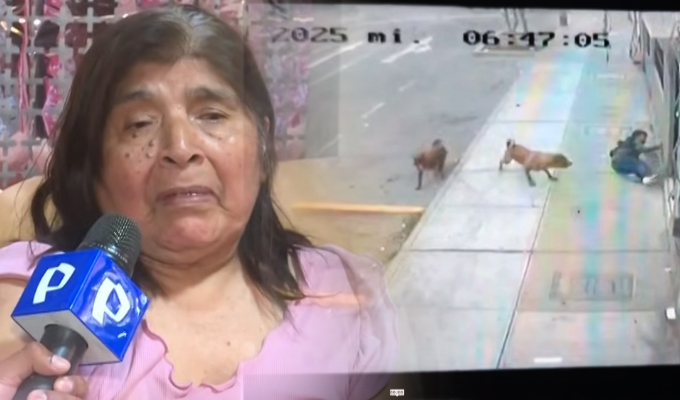 Mujer atacada por furiosos perros denuncia que dueña presentó carnet de vacunación falso de los canes