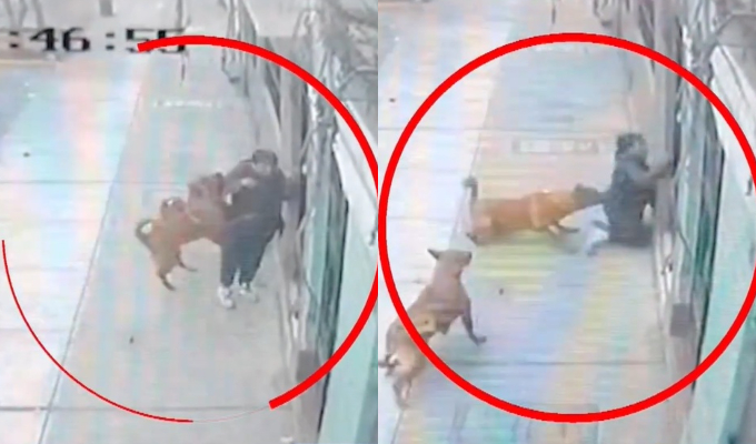 Mujer de 73 años es atacada brutalmente por dos perros: pide a dueña de canes asumir gastos médicos