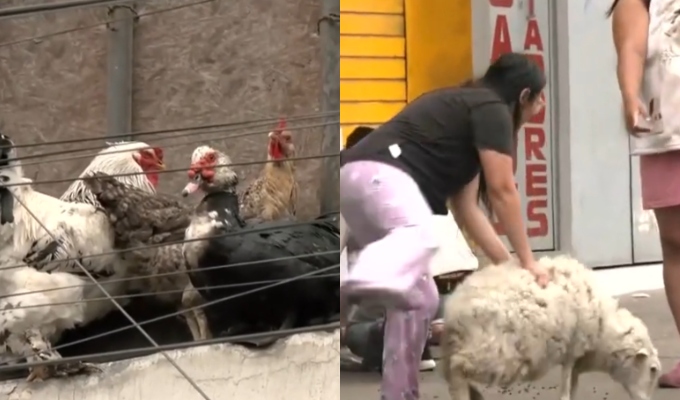 Incendio sorprende a vecinos de av. Pachacútec: rescatan a oveja y aves de un tercer piso