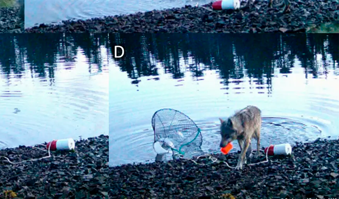 ¡Impresionante! Lobos utilizan trampas de cangrejos para alimentarse: primer registro de uso de herramientas