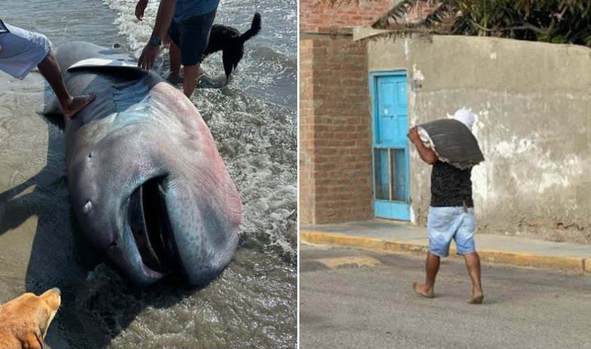 Encuentran especie rara de tiburón varado en playa de Piura: vecinos se llevaron su carne
