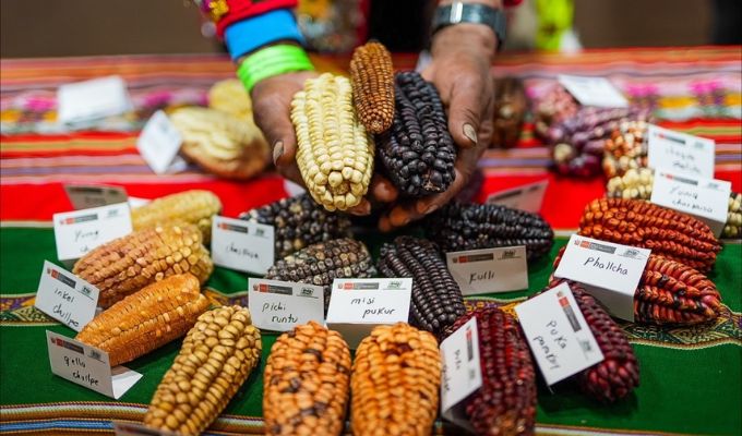 MIDAGRI exhibe al mundo su mayor tesoro genético en la Exposición Internacional “Semillas del Perú”