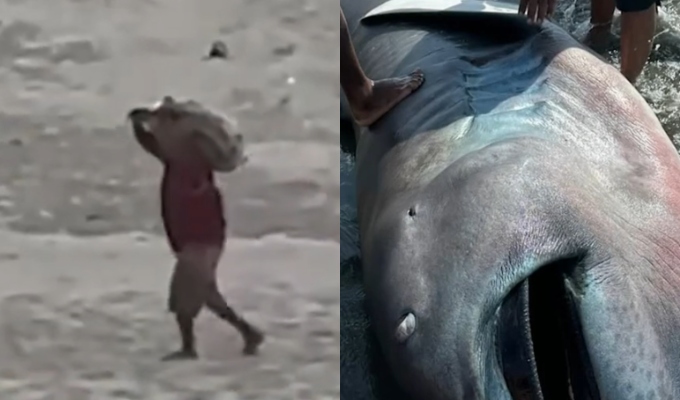 Piura: vecinos de Talara filetean raro tiburón megaboca que apareció varado en la playa de Negritos