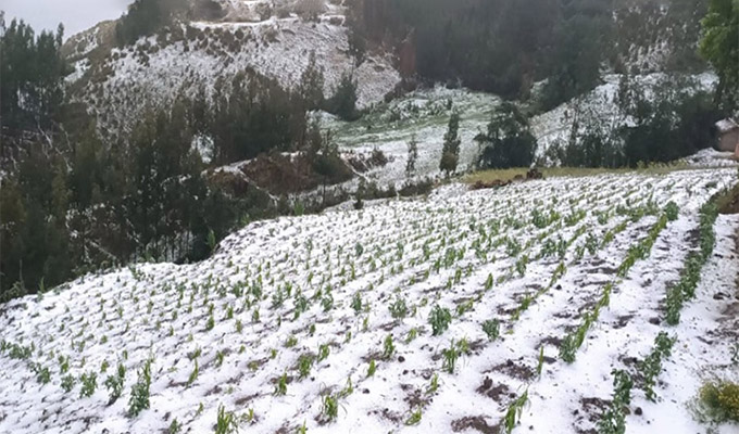 Ayacucho: intensa granizada afecta infraestructura y destruye extensas áreas de cultivos