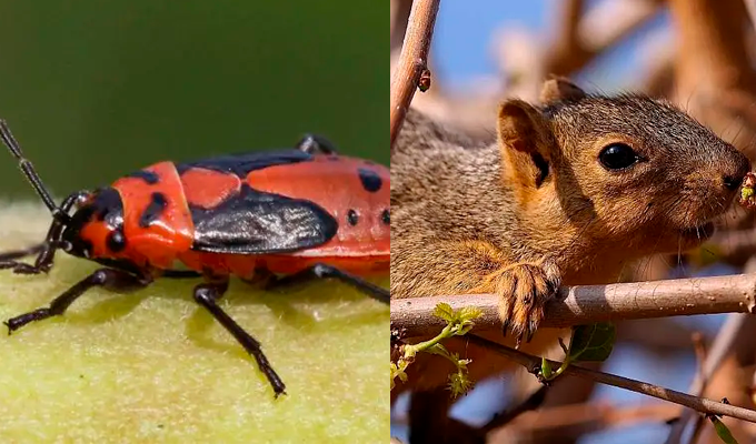 ¿Qué animales pueden burlar venenos y sobrevivir a toxinas mortales?