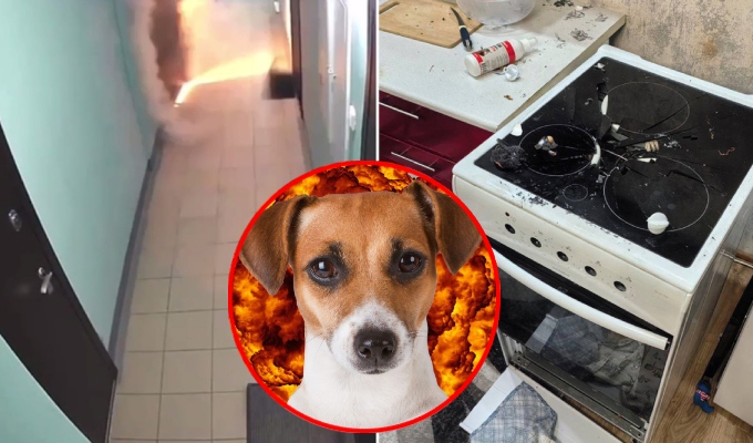 Perrito provoca explosión en un departamento tras encender accidentalmente una estufa en Rusia