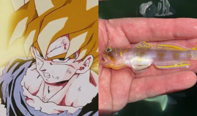 Descubren pez &ldquo;Super Saiyan&rdquo;: una nueva especie recibe nombre inspirado en Dragon Ball Z