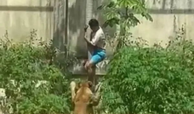 Joven muere tras ingresar a jaula de una leona en zoológico de Brasil