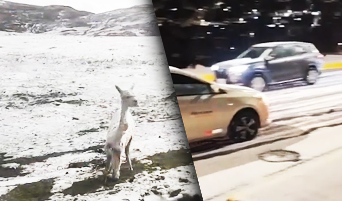 Intensa granizada en Pasco provocó la muerte de más de 300 animales entre ovinos y alpacas