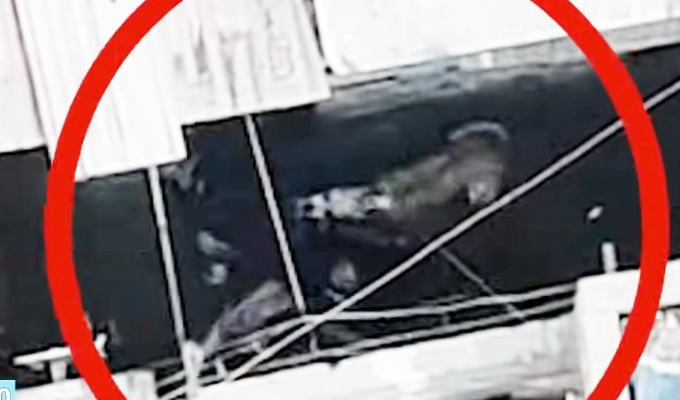 Atacan a policías con perros para evitar operativo antidrogas en Surquillo