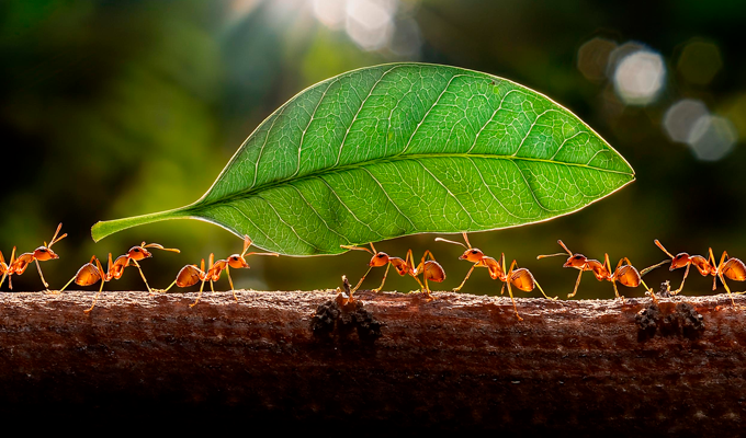 Hormigas enfermas se a&iacute;slan voluntariamente para no contagiar infecciones a nadie m&aacute;s de la colonia