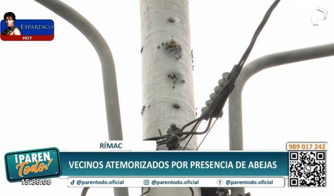 Vecinos del Rímac atemorizados por presencia de abejas: Perrito murió por picaduras