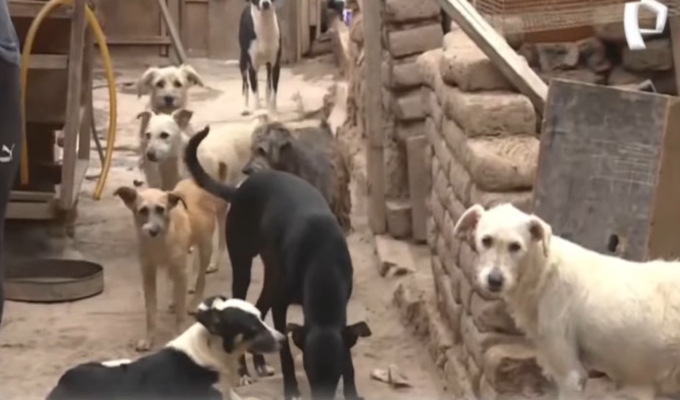 Barranco: más de 40 perritos buscan un hogar tras la pérdida del principal cuidador