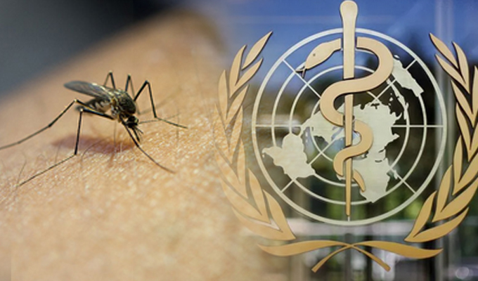 OMS alerta sobre un aumento del número de muertes y casos de malaria