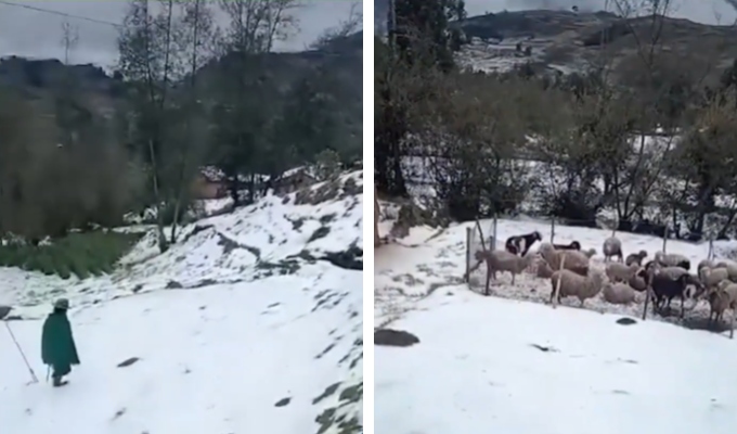 Heladas golpean Huánuco: miles de cultivos y ganado afectados en provincias altoandinas