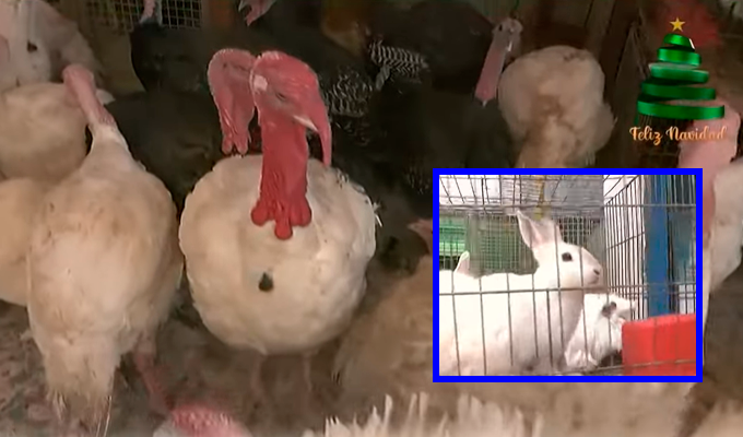 Mercados de Lima amplían su oferta de aves y animales para la cena navideña