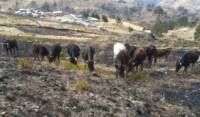 Yauyos: pobladores requieren ayuda urgente luego que incendio forestal arrasara pastizales y cultivos