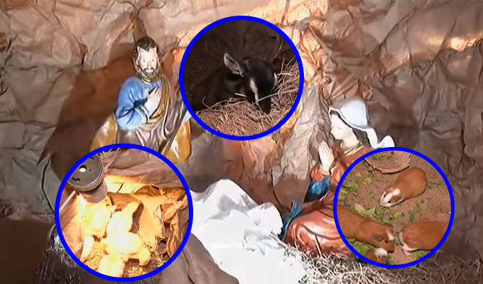 Parroquia del Callao sorprende con nacimiento gigante y animales vivos