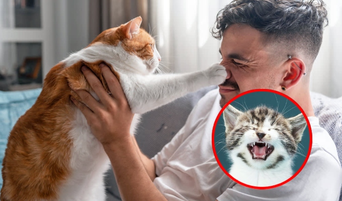 ¿Los gatos maúllan más a los hombres que a las mujeres? Un estudio revela que no es casualidad