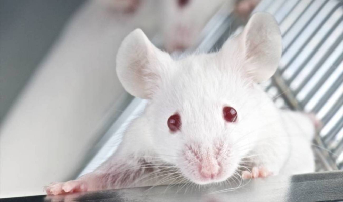 Logran rejuvenecer sistema inmunitario en ratones utilizando tecnología ARNm