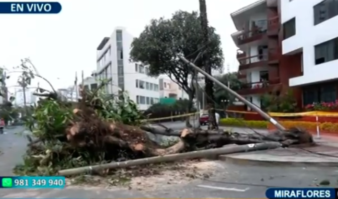 Árbol cae sobre camioneta en Miraflores y deja dos heridos leves