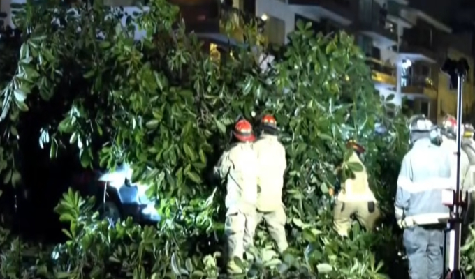 Miraflores: municipio revela que filtración de agua provocó caída de árbol sobre auto