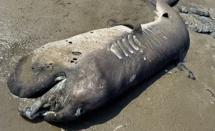 Hallan otro tiburón de boca ancha varado en litoral de Piura