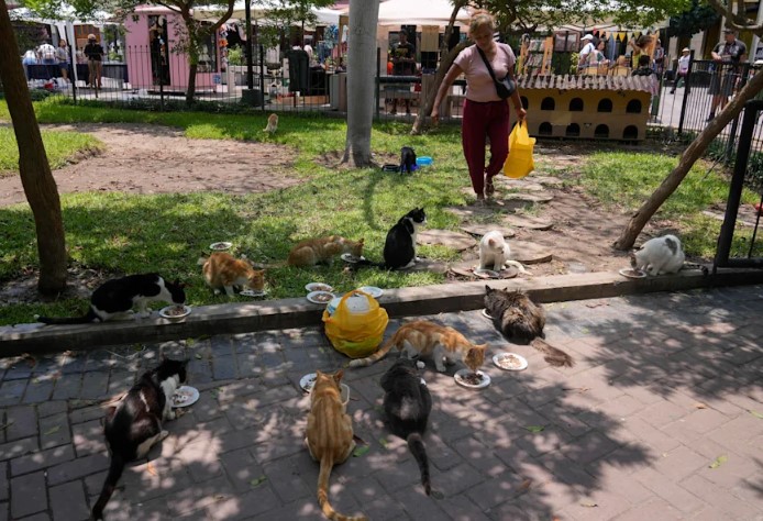 Aumenta abandono de gatitos en el Parque Kennedy: Mas de 200 michis están sin hogar