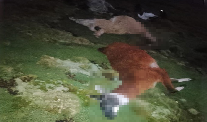 Descargas eléctricas matan a varias llamas en Pasco: comuneros alarmados por clima extremo