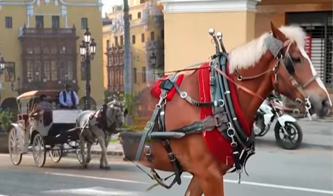 Poder Judicial ordena prohibir paseos en caballo en la Plaza de Armas de Lima