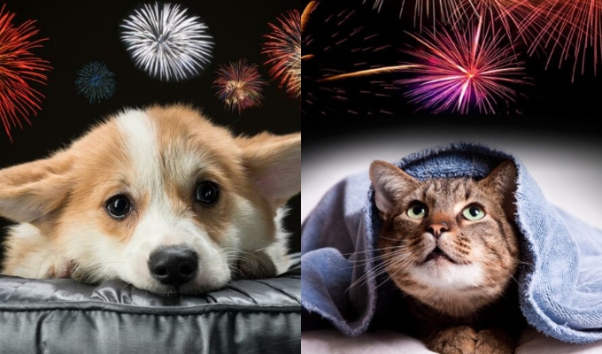 Fiestas de fin de año: ¿cómo preparar a tu mascota desde ahora para evitar el estrés?