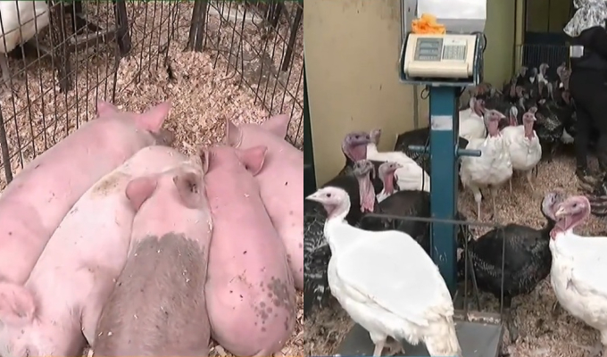 A pocas horas de Navidad: pavo negro es vendido a S/16 y lechón a S/25 por kilo en San Luis