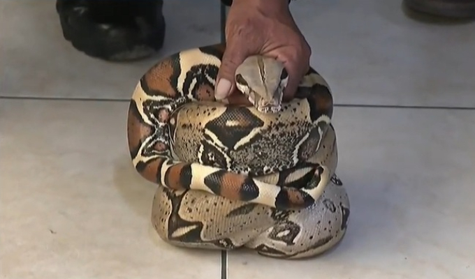 Encuentran serpiente de 1.80 metros en la ribera del río Rímac