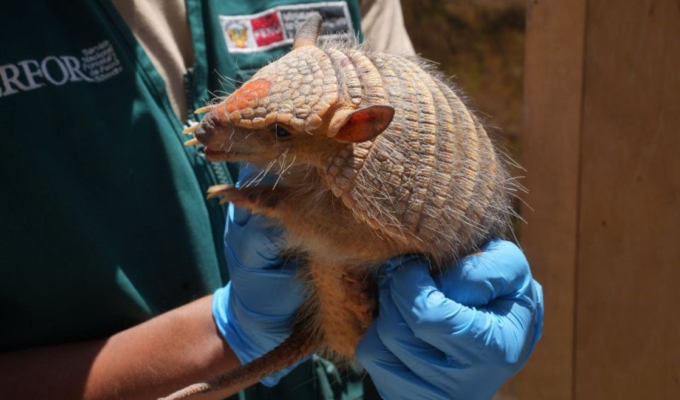 Piden evitar uso ilegal del quirquincho andino en rituales de "limpia" y "buena suerte" por fin de año