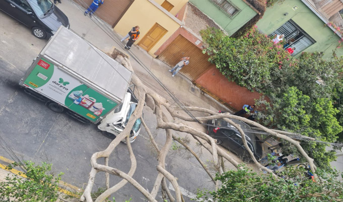 Enorme árbol cae sobre furgoneta en Miraflores: dos personas resultaron heridas de consideración