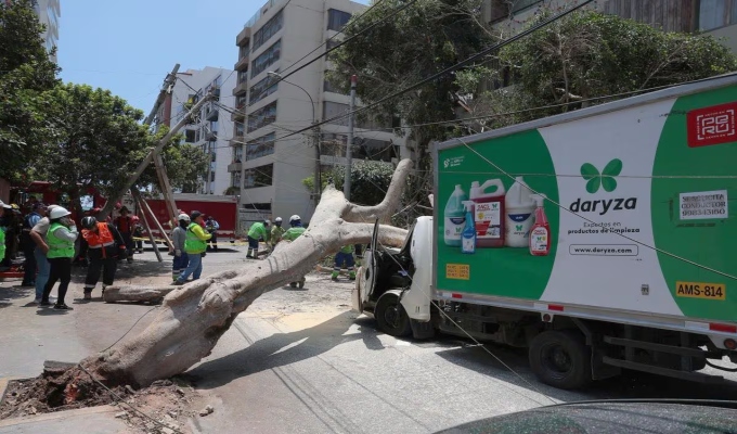 Municipalidad de Miraflores investiga caída de árbol que dejó dos heridos