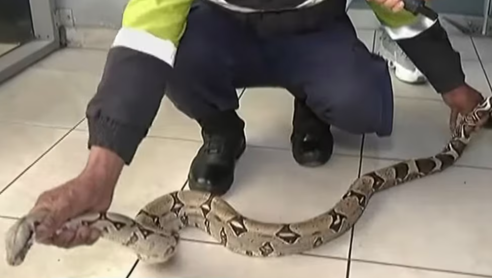 SERFOR se pronuncia por boa amazónica hallada en ribera del río Rímac