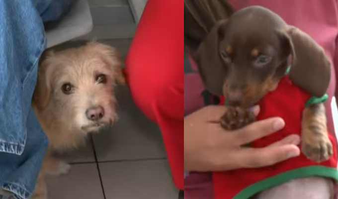 ¿Cómo proteger a las mascotas ante la detonación de fuegos artificiales en Nochebuena?