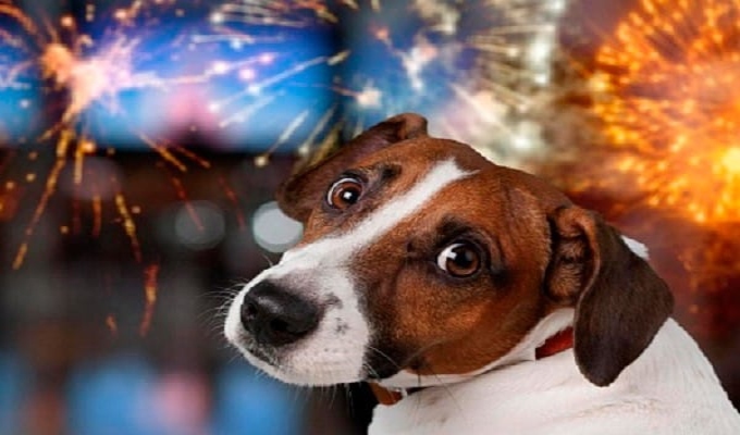 Mascotas bajo estrés por fuegos artificiales: cómo protegerlas en estas fiestas