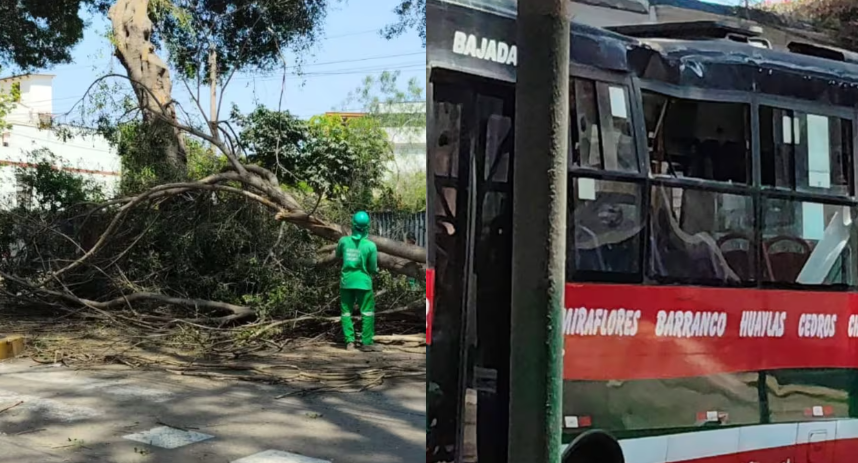 Barranco: árbol cae en avenida Pedro de Osma y deja dos heridos