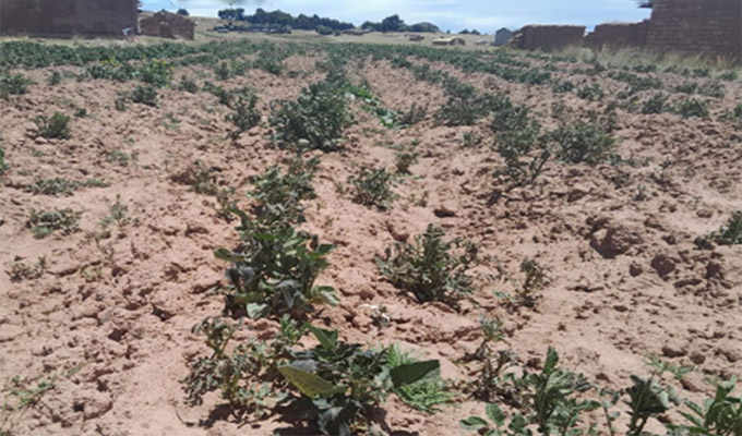 Agricultores de Cusco y Apurímac alarmados: bajas temperaturas y escasez de lluvias afectan cultivos