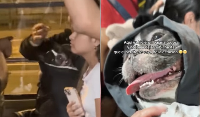 Polémica en el Metropolitano: usuario es obligado a bajar de bus por viajar con su mascota