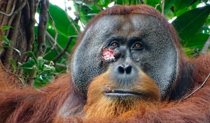Conoce la historia de Rakus el primer animal registrado que usó plantas medicinales para curarse una herida