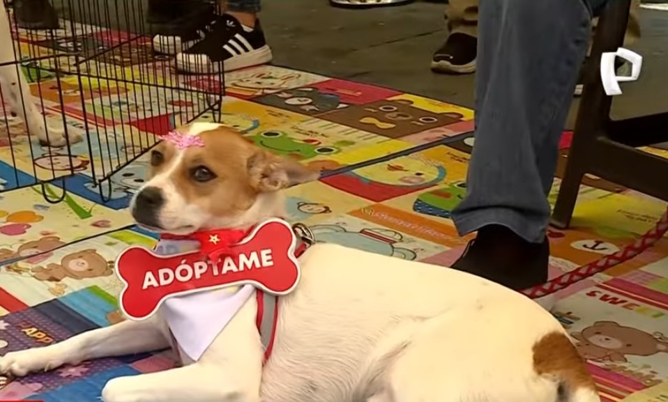 José Jerí participó en Adoptatón 2025 con decenas de perritos y gatitos