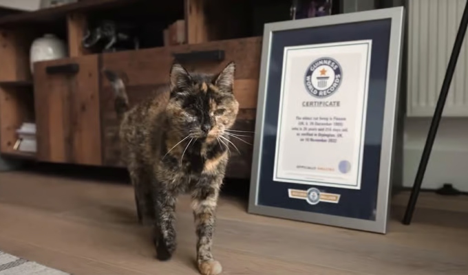 Flossie cumple 30 años y mantiene el récord Guinness como el gato vivo más longevo del mundo