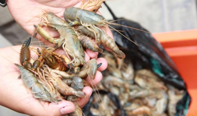 Desde el 3 de enero rige la veda nacional del camarón por tres meses en todo el Perú
