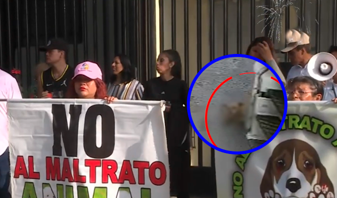 Indignación en SJL por muerte de perro comunitario atropellado por camión de basura